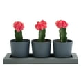 thumbnail image 5 of Bloem Trio Flight 3 Planter Pots W/ Saucer Tray 14 x 4 Plastic Rectangle Charcoal Gray, 5 of 10