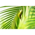 thumbnail image 2 of Bariviera, Daniele 18x13 Gold Ornate Wood Framed with Double Matting Museum Art Print Titled - 50 Shades Of Green, 2 of 4