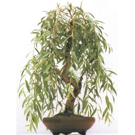 Anna's Weeping Willow Bonsai Tree Cutting - Very Attractive Gold Bark and Vibrant Green Leaves - Grow a Dwarf Weeping Willow Bonsai