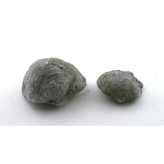 TWO RARE Sylvania Ohio Pseudoatrypa Brachiopod Clam Fossil Specimen CS39