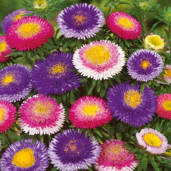 Eden Brothers Aster Seeds (Pompon) - Hi-No-Maru Mix