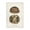Vintage Box Turtle, variant on Stupell Industries Shabby Chic Vintage Turtle and Shell Wall Plaque Art, 10 x 15, by Unknown Artist
