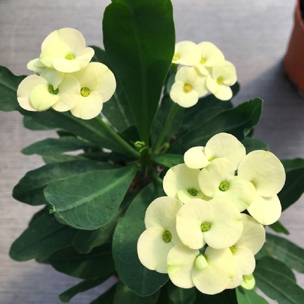 Helios Biblical Crown of Thorns Plant Euphorbia milli