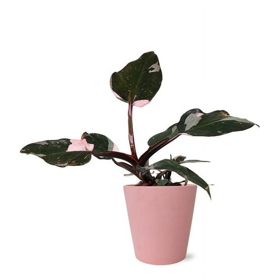 From You Flowers - Pretty Pink Princess Philodendron for Birthday, Anniversary, Get Well, Congratulations, Thank You, All Occasions