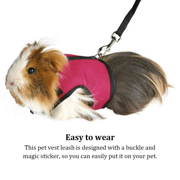 Guinea pig collar and leash 2025
