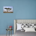 thumbnail image 4 of Acacia Tree, Serengeti National Park, Tanzania, East Africa, Africa, Botanical Scenic Stretched Canvas Wall Art by James Hager Sold by Art.Com, 4 of 5