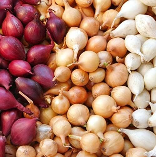 Mixed Red, White and Yellow Onion Sets 1 Pound, Non-GMO Bulbs for Planting - Onion Assortment