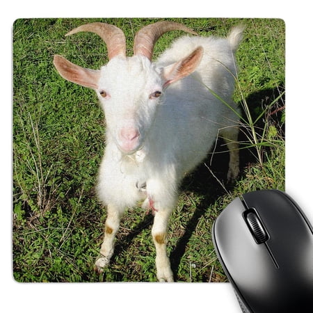 3dRose  Farm Animals Goat  MousePad price history on PriceWatchPro