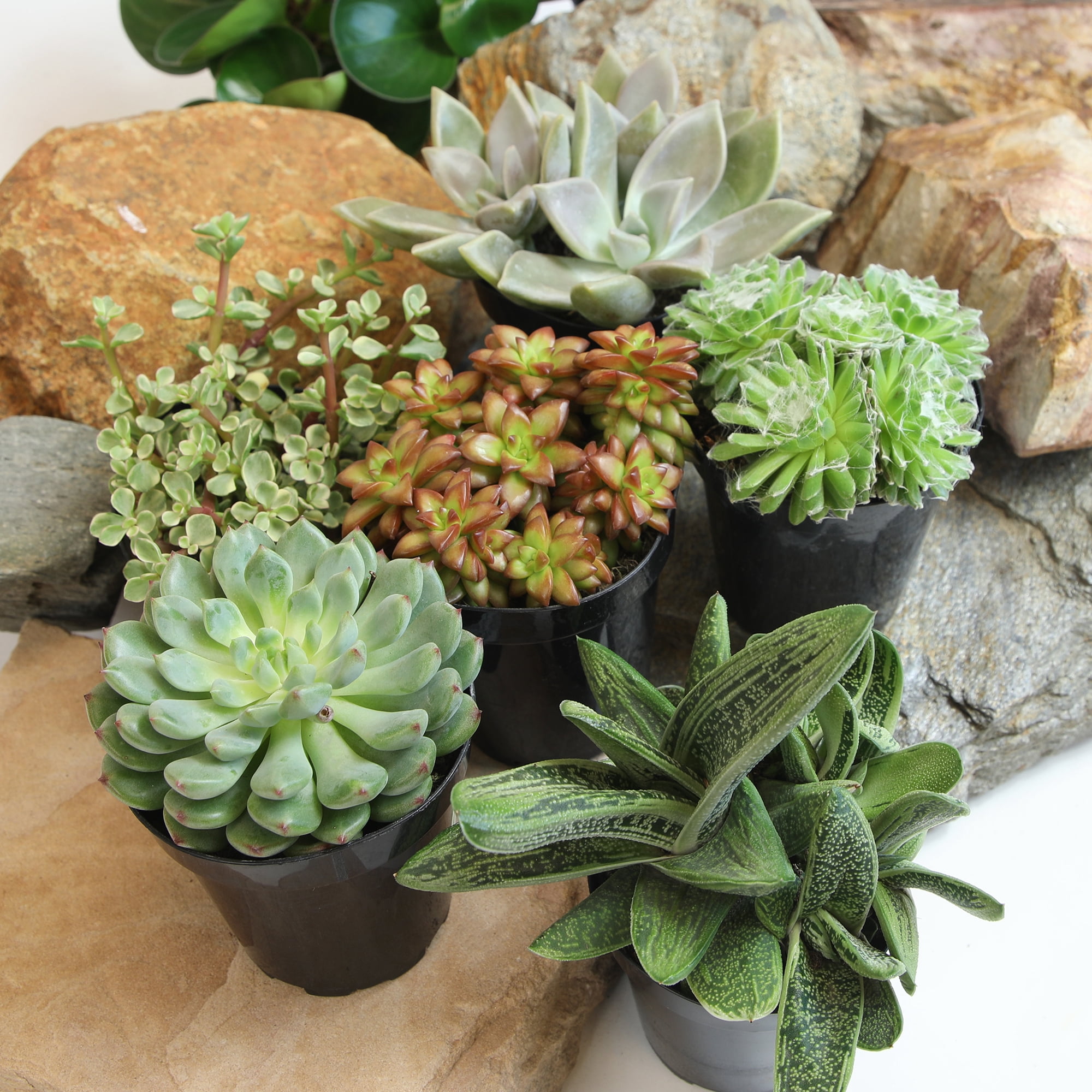 Altman Plants Pet-safe Succulents (6-pack) Easy Care Indoor Plants in 3.5 in. Grower Pots