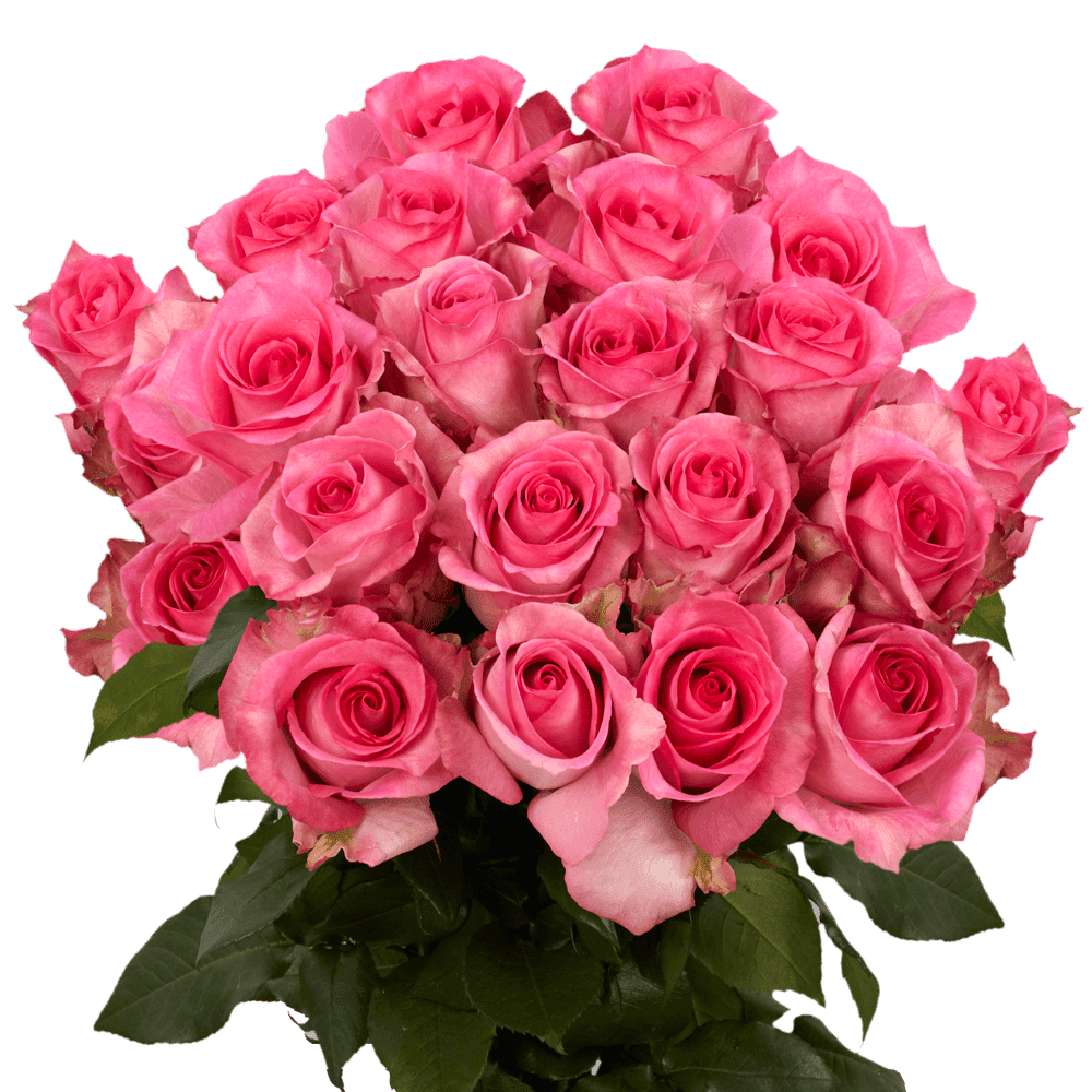 75 X Long Stems of Priceless Roses Fresh Flower Delivery