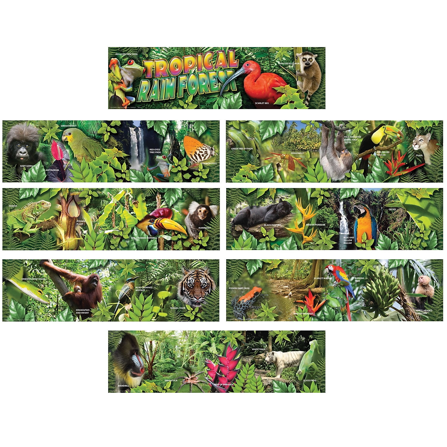 Assorted Publishers CarsonDellosa Tropical Rain Forest Mini Bulletin Board Set Grades 48
