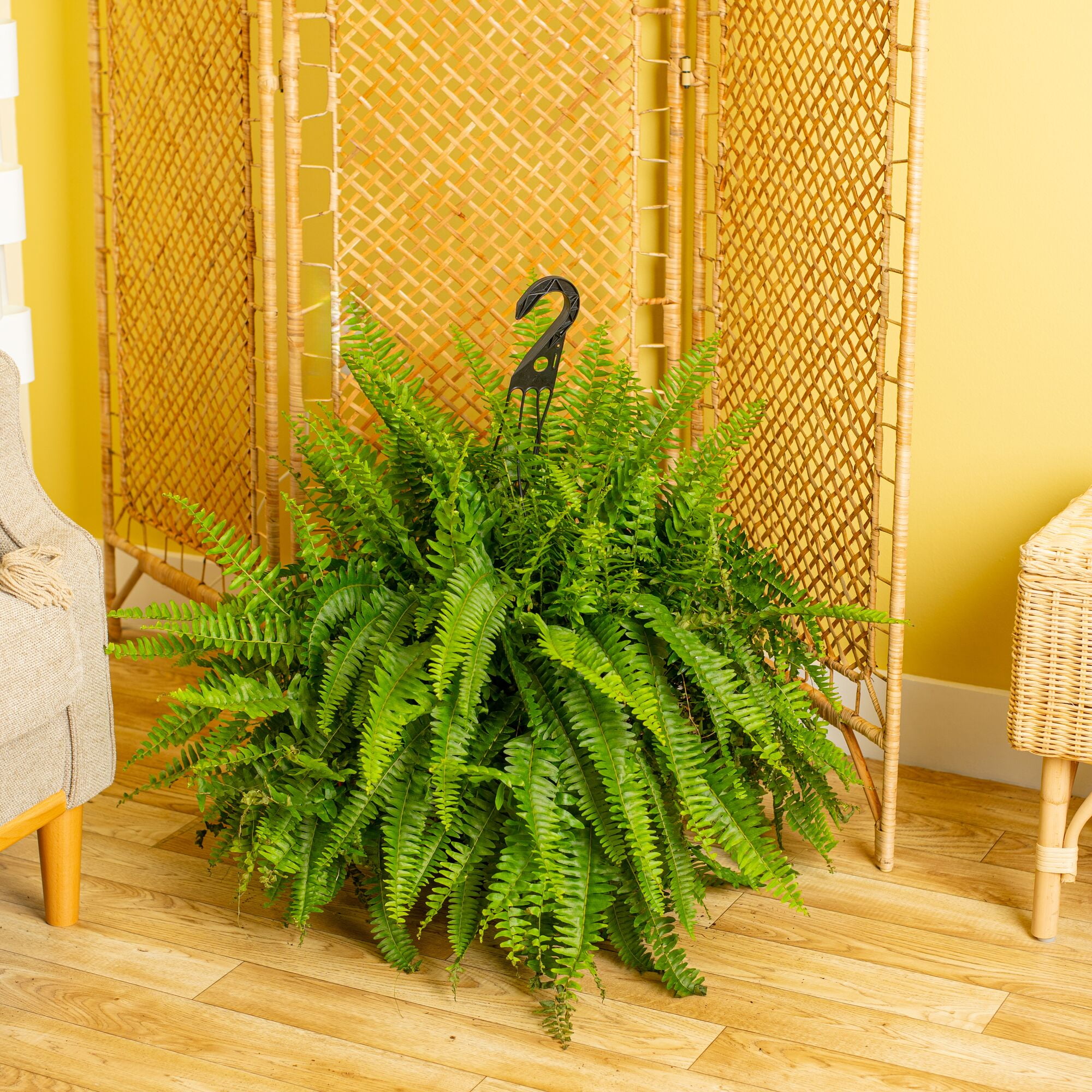 Expert Gardner 36" Boston Fern Live Plants in 12" Grower Pot