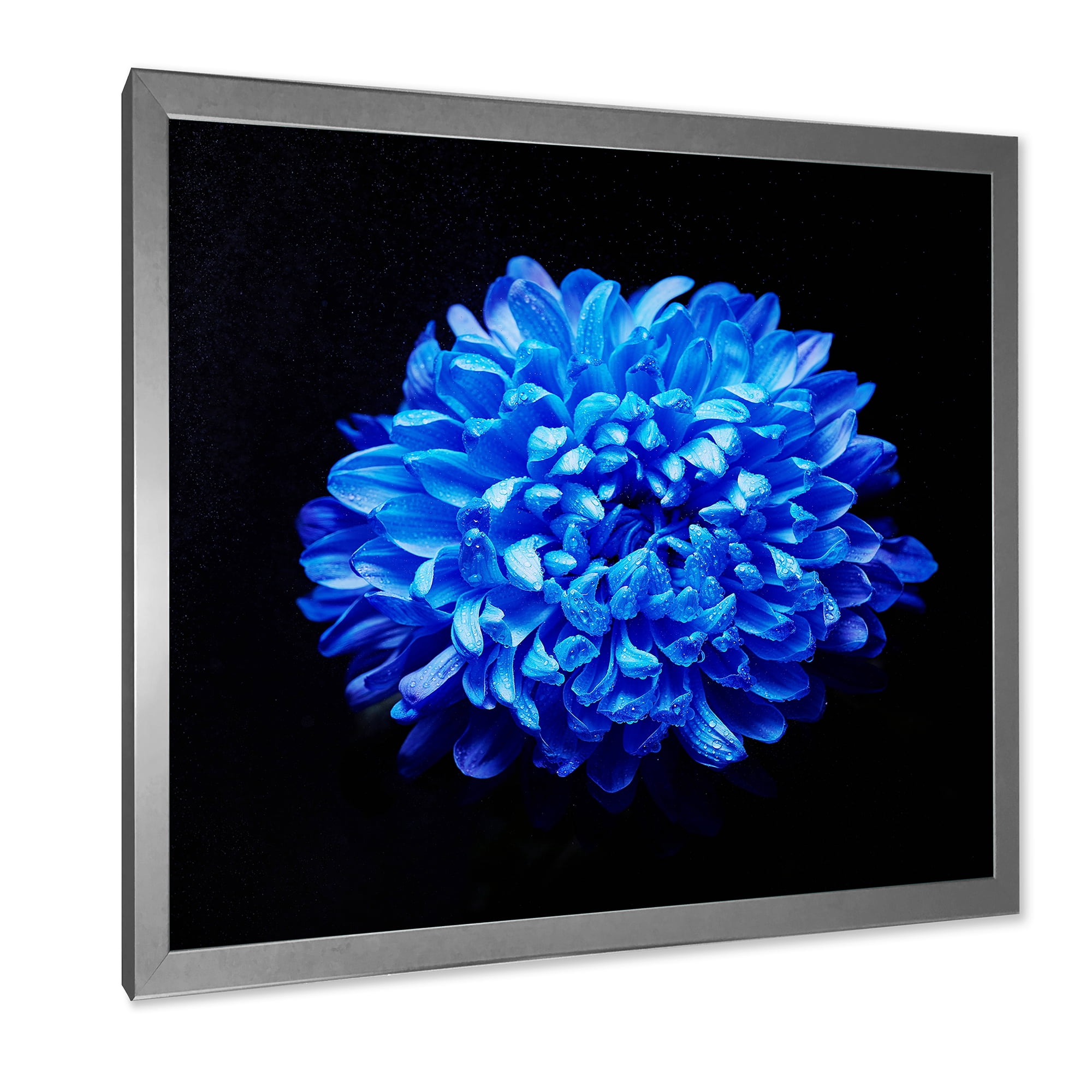 Designart 'Dew Drops on Blue Aster ' Traditional Framed Art Print