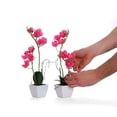 thumbnail image 5 of Bornbridge Artificial Potted Orchid - 2-Pack - Hot Pink - Medium, 5 of 6