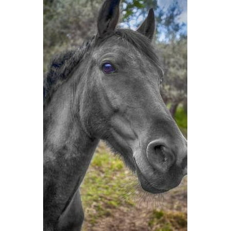 Notebook: Horse black pony horses animal nature mane pony thoroughbred foal mare saddle wild