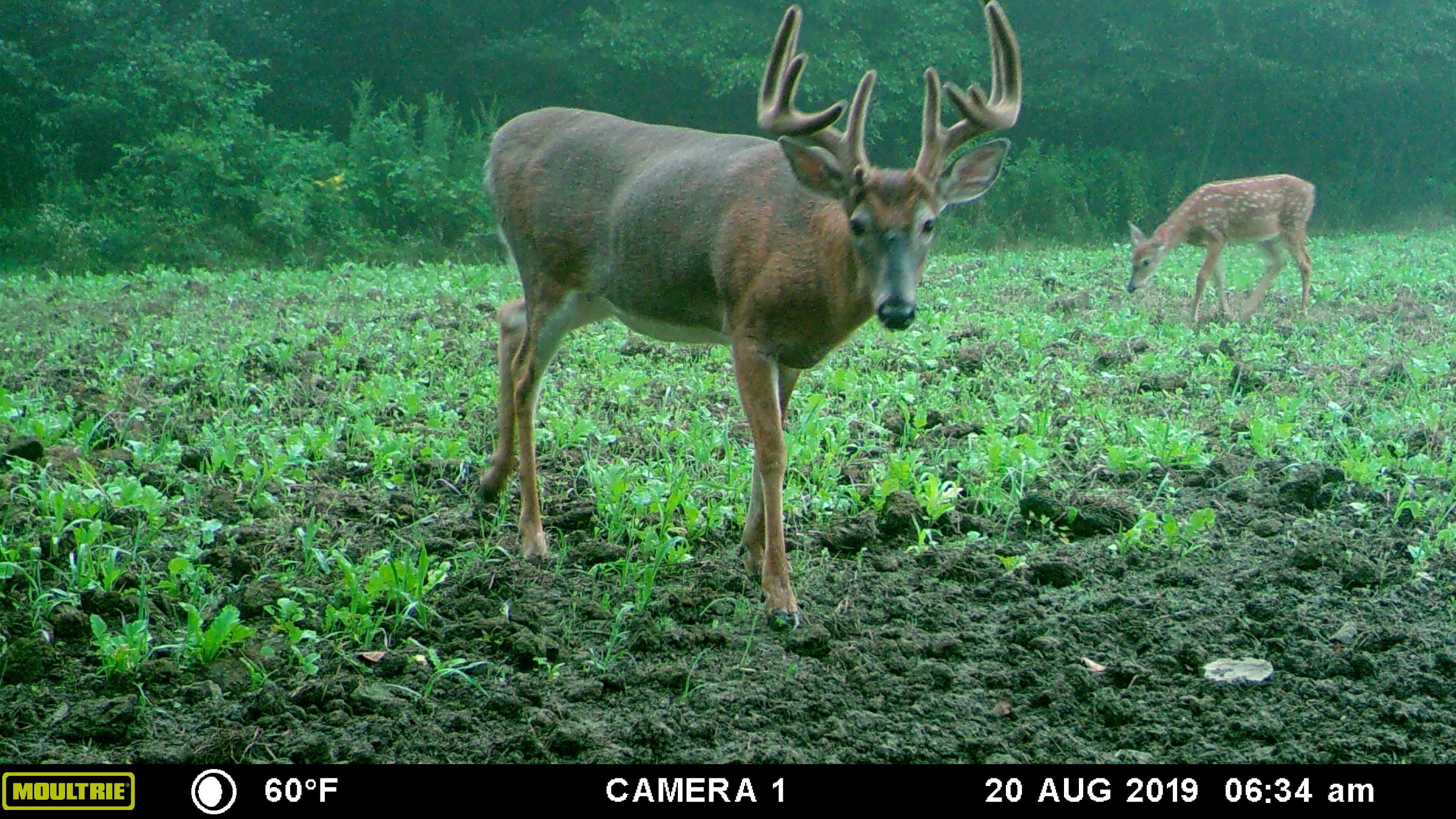 Whitetail Institute Imperial Destination Food Plot Seed 9 lb