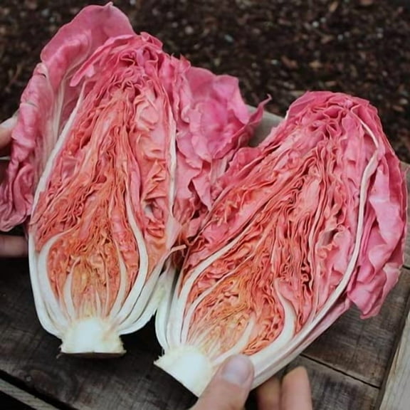 Rosalba Radicchio Seeds for Planting (50 Seeds)