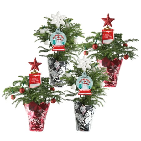 Delray Plants Live Norfolk Island Pine Mini Christmas Tree 4 Pack Delray Plants Live Norfolk Island Pine Mini Christmas Tree 4 Pack