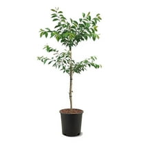 Expert Gardener 3-4 ft. tall Shirofugen White Flowering Cherry Live Tree in 7-Gallon Grower Pot