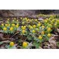 thumbnail image 5 of WINTER ACONITE BULBS, ERANTHIS HYEMALIS,Butter-cup like flowers,Low Growing !(100 BULBS), 5 of 5
