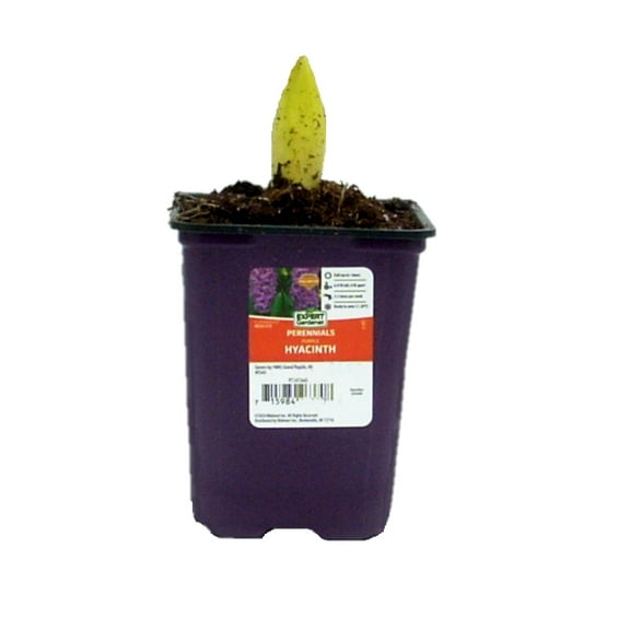 Expert Gardener 1PT Assorted Hyacinth Live Plant, Full Sun