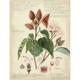thumbnail image 2 of Descubes, A. 19x24 White Modern Wood Framed Museum Art Print Titled - Descube Botanical V, 2 of 4