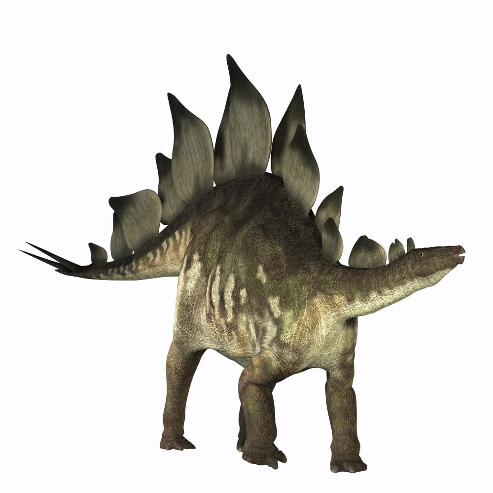 The Stegosaurus dinosaur is known for its distinctive tail spikes and