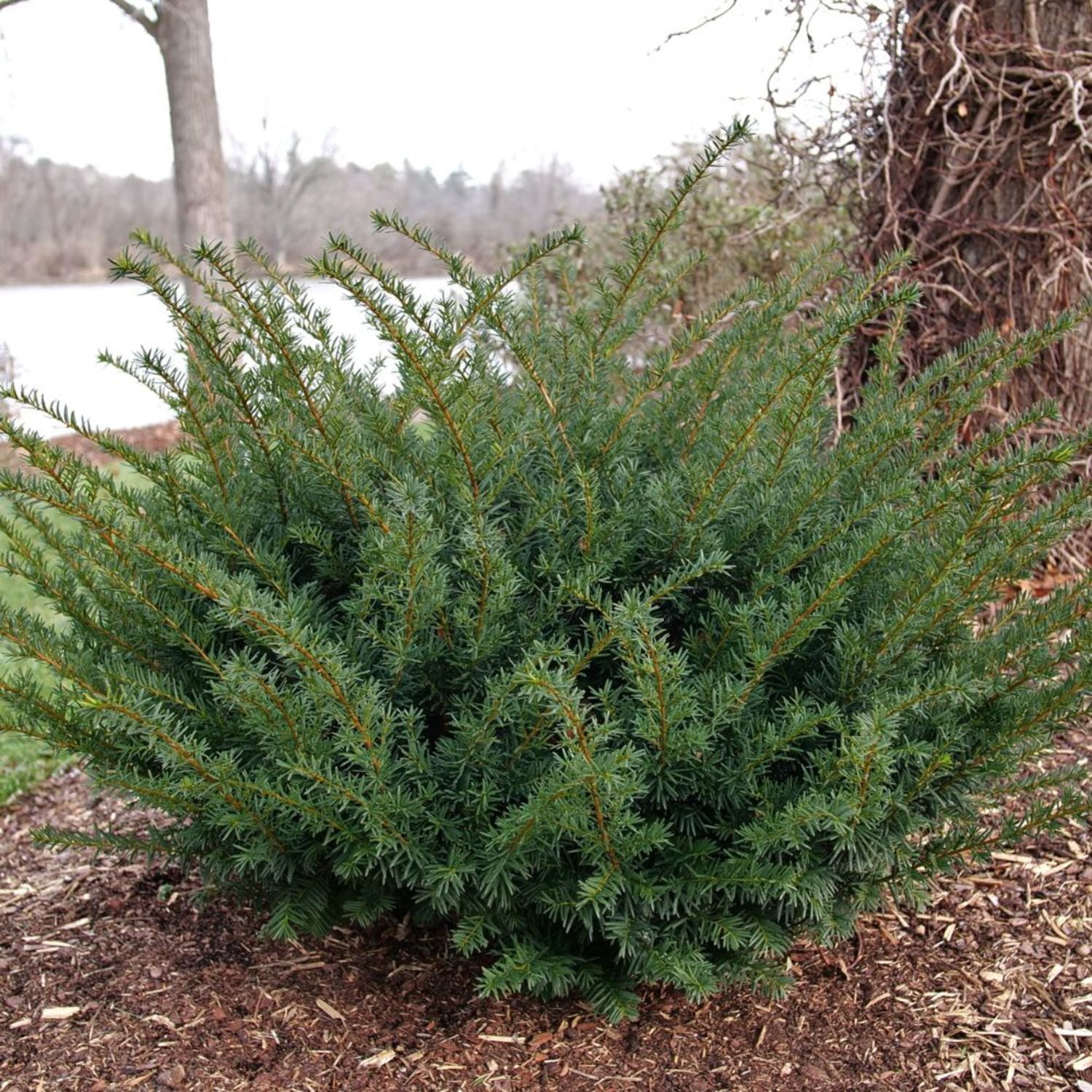 Proven Winners ColorChoice 5" Stonehenge Dark Druid Yew Live Plant in 4.5" Pot (4 Count)