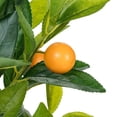 thumbnail image 2 of MDR Trading Inc. AB-27-VALENCIA-01-ORANGE Mini Orange Tree Faux Plants And Trees, 2 of 3