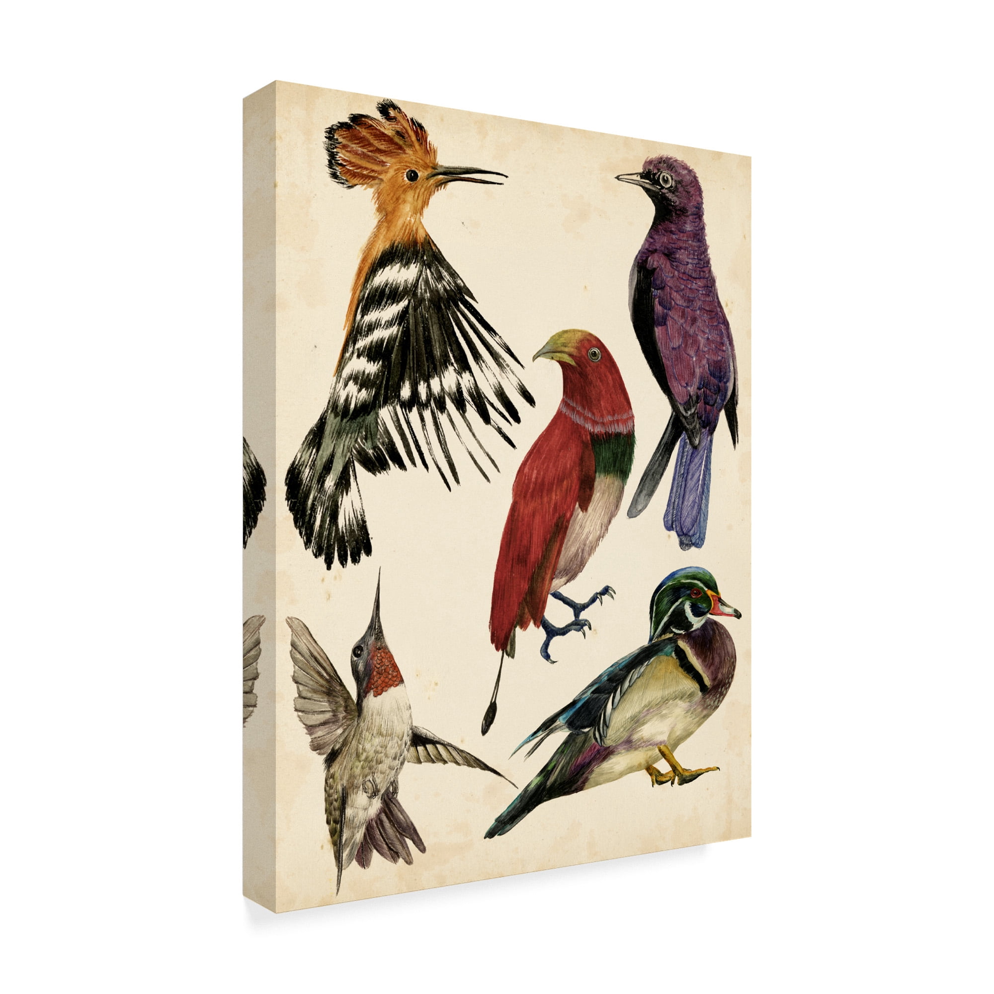 Trademark Fine Art 'Bird Collection II' Canvas Art by Melissa Wang