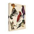 thumbnail image 2 of Trademark Fine Art 'Bird Collection II' Canvas Art by Melissa Wang, 2 of 4