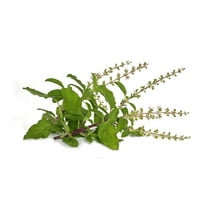 Sherwood's Seeds 20 Holy Basil Plant Seed, Heirloom variety