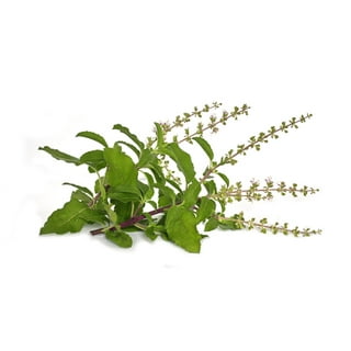 Tulsi Seeds