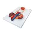 Lab Model Urinary Axis Scientific Urinary System Relief Model – Life-Size Human Urinary ...