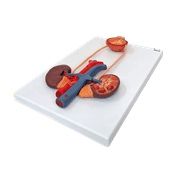 Axis Scientific Urinary System Relief Model – Life-Size Human Urinary Tract Anatomy Model with Detailed Relief of Kidneys, Ureters, Bladder, and Urethra