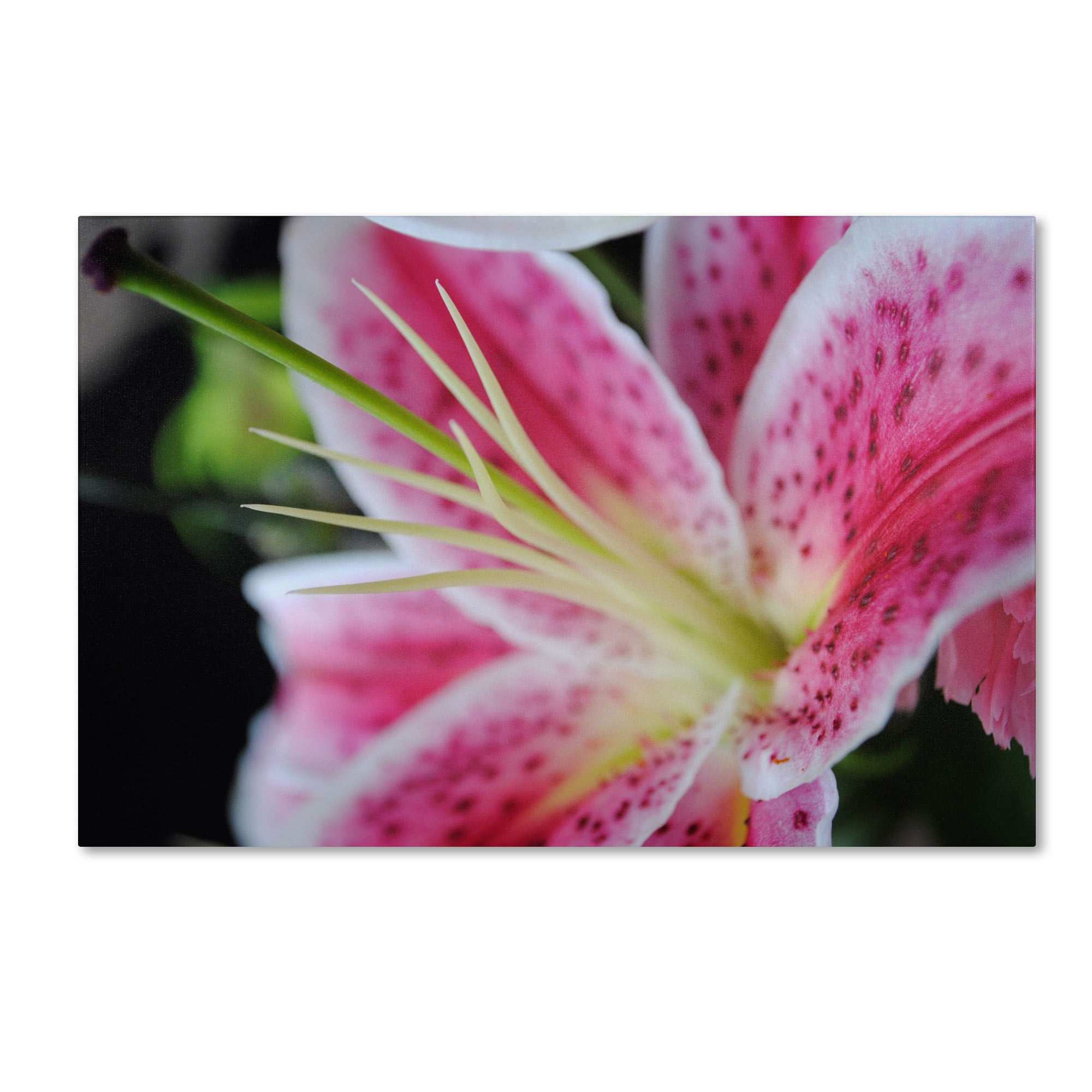 Trademark Fine Art "Pink Flower" Canvas Art by Monica Fleet