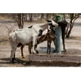 thumbnail image 2 of Kaveney, Wendy 18x13 White Modern Wood Framed Museum Art Print Titled - Botswana, Tsodilo Hills Goats drinking from pump, 2 of 4