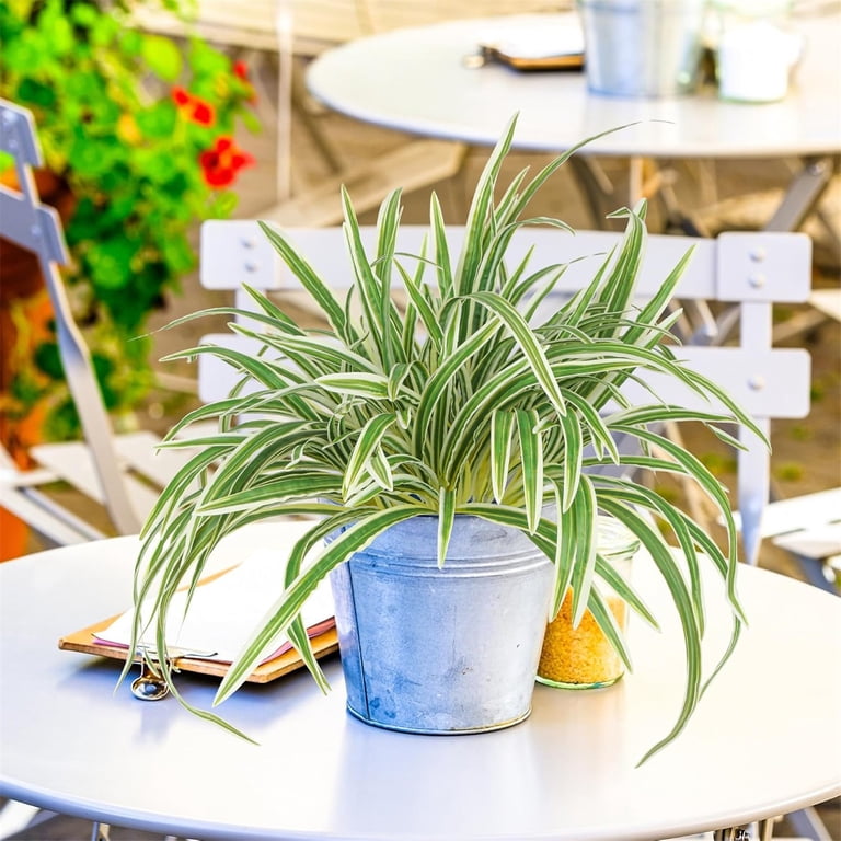 Aminojy Realistic Artificial Spider Plant - 13 inch Silk Faux Chlorophytum with Bendable Stems for Indoor/Outdoor Decor, Office, Wedding, Home