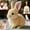 Brown, variant on Bunny Pal, Family Bunny, Libiyi/Petsboroâ¢ Bunnypal, Bunby - My Realistic Bunny Toy Wollera Horizons, Interactive Rabbit Toy - Jumping, Twitching, and Ears