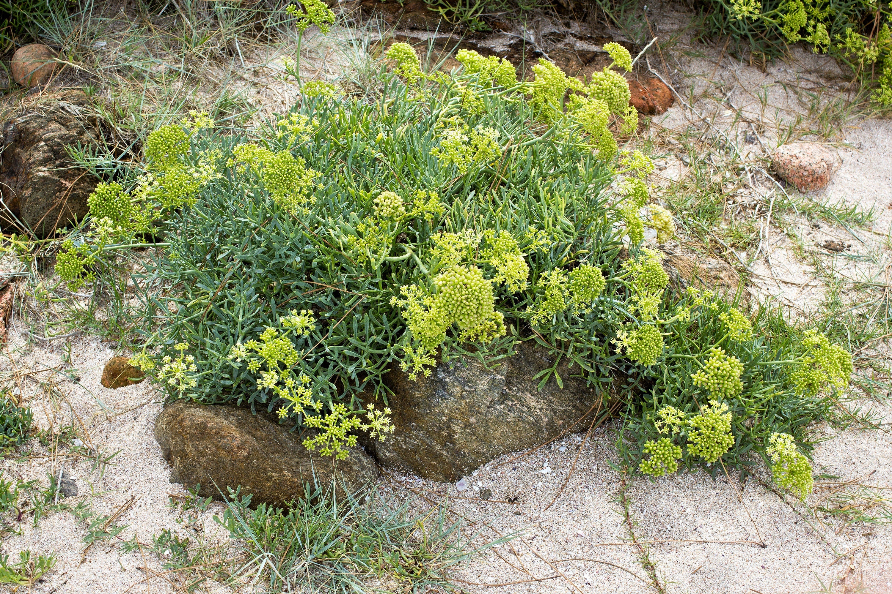 40 SEA FENNEL Rock Samphire Crithmum Maritimum Fragrant Herb Edible Vegetable Yellow Flower Seeds - image 5 of 10