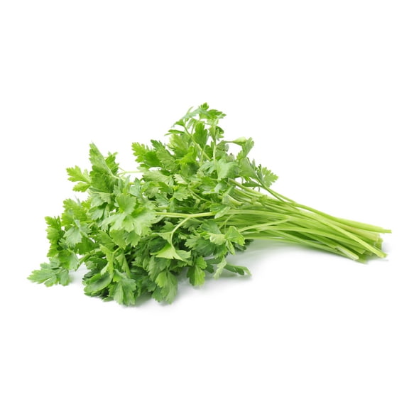 Sunutri Seeds Cilantro Plant Seeds, 225 Count