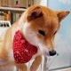 thumbnail image 4 of Pet Collar Bandana Adjustable Breathable Skin Friendly Triangular Print Dog Collar with Scarf for Cat Rabbit Red S 1.0cm/0.4in, 4 of 4