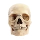 thumbnail image 1 of Medical-Skull Human Body Model Education Skull Model 1:2 for Student Teaching Study Assembling Model, 1 of 5