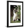 thumbnail image 1 of Blue Point Siamese Sitting in Garden Framed Print Wall Art Sold by Art.Com, 1 of 5