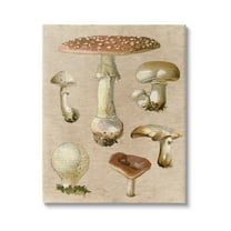 Stupell Industries Vintage Neutral Mushrooms Botanical & Floral Painting Gallery Wrapped Canvas Art Print Wall Art, 30 x 40