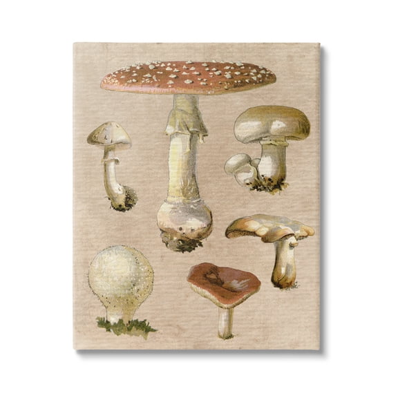 Stupell Industries Vintage Neutral Mushrooms Botanical & Floral Painting Gallery Wrapped Canvas Art Print Wall Art, 30 x 40