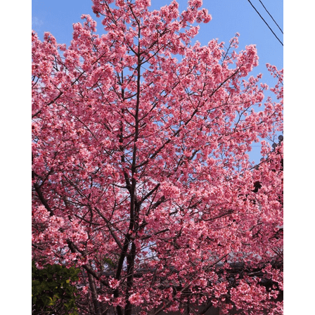 Pink Flowering Cherry Tree Live Plant Well Rooted, Dormant Tree from 3-5 Inches