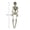 White, variant on Halloween Human Skeleton Bone Model 15.7 Inches Movable Joints for Haunted Houses Graveyard Holiday Decoration