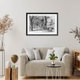 thumbnail image 4 of Historic Framed Print, [Washington elms in April], 17-7/8" x 21-7/8", 4 of 9