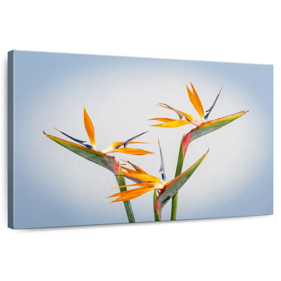 Elephant Stock Yellow Strelitzia Wall Art - Horizontal Canvas Wall Art - Living Room Wall Decor - Floral And Botanical Canvas - Blue And Green Decor - 12" x 8"
